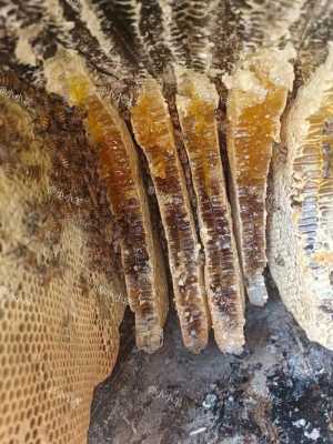 野生蜂蜜需要怎么保存