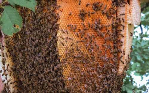 怎样找到野蜂群 怎么找蜂群蜂