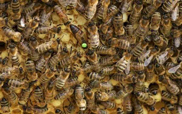 养蜜蜂需要蜂王吗-养蜂什么要蜂蜜