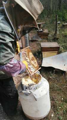  野外怎么取蜂蜜「野外怎么取蜂蜜最方便」