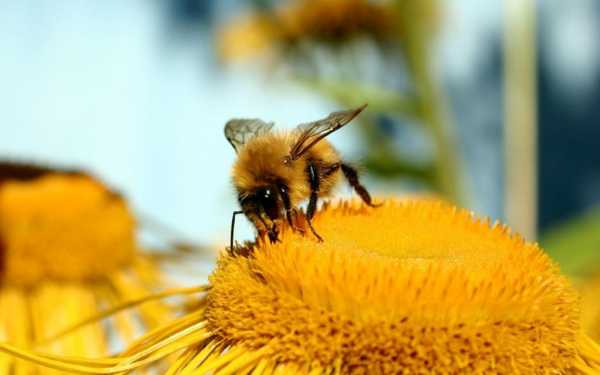  花粉怎么喂蜜蜂「花粉怎么喂蜜蜂好」
