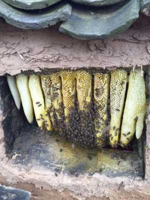 土蜂虫有什么功效-土蜂的蜂巢有什么功效