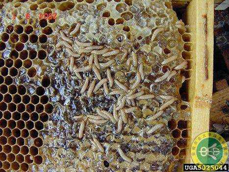 土蜂虫有什么功效-土蜂的蜂巢有什么功效