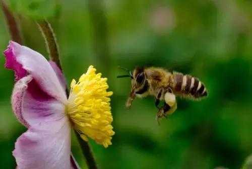 怎么抓在吃花蜜的蜜蜂,怎么抓捕蜜蜂 