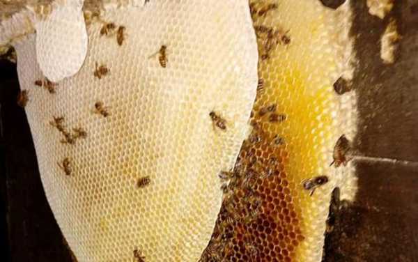 蜂胶在蜂巢中的位置