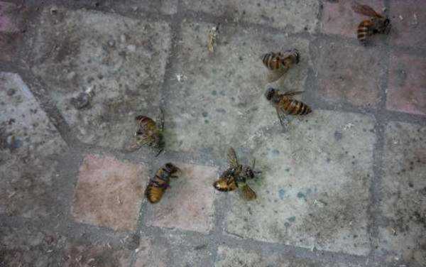 蜜蜂发病有什么症状