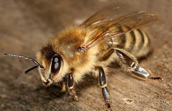 中华蜜蜂有毒吗