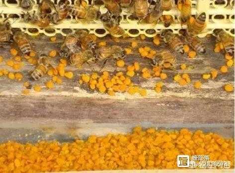 蜜蜂不产卵有什么办法,蜜蜂不产卵怎么办 
