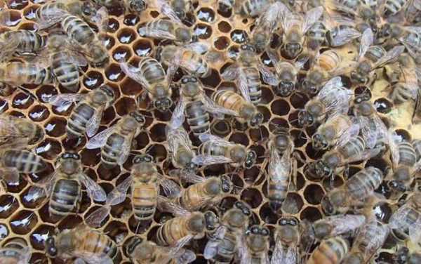 什么蜂产蜜产量高
