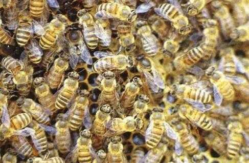 养中华蜜蜂的重点知识