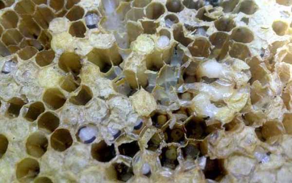 蜜蜂巢脾是什么原因_蜜蜂巢脾有巢虫怎么处理
