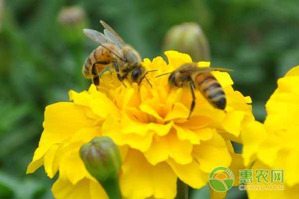 蜜蜂如何采 蜜蜂怎么管理多踩蜜