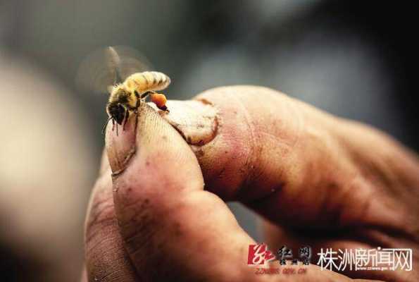  养蜂人为什么不被蜂咬「为啥养蜂的不怕蛰手」