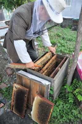 蜜蜂怎么收自然分蜂_蜜蜂分蜂怎么收回家养