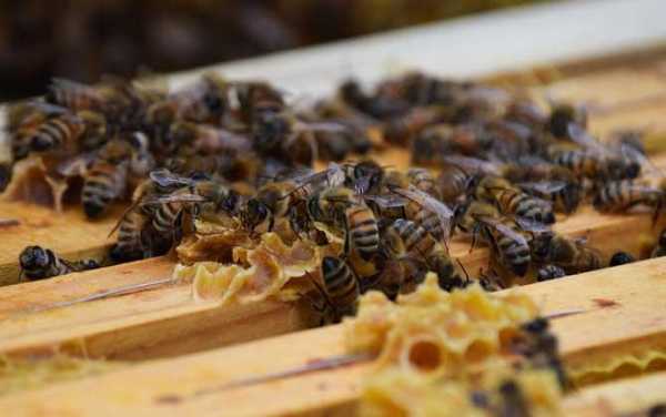 蜜蜂染上螺原体病怎么办