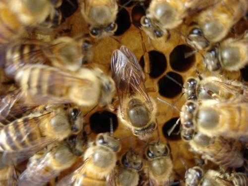 怎么样知道蜜蜂处王在去不在 蜜蜂怎么确定蜂王