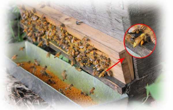蜂箱里花粉变味怎么办