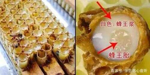 蜂王胎跟蜂蜜什么不一样 蜂王胎跟蜂蜜什么不一样