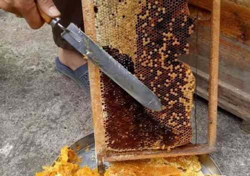  中蜂怎么去蜂巢蜜「中蜂怎么取蜜不伤子」