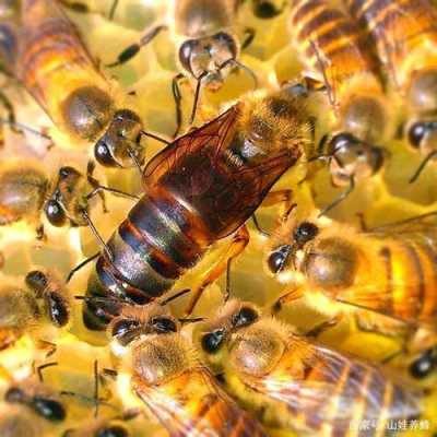 什么蜂子能变成蜂王,什么样的蜜蜂可以成为蜂王 