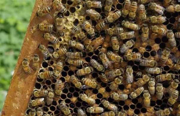 包含夏天蜜蜂分蜂怎么处理的词条