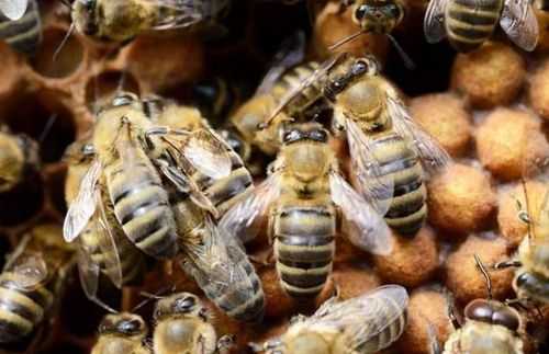 养蜂的声音-无论声音养蜂治什么病