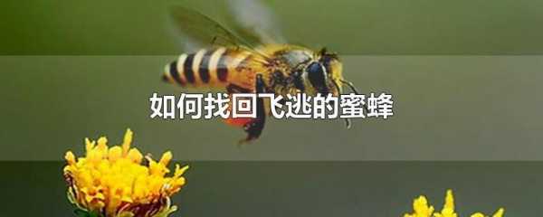 逃蜂一般发生在什么季节,逃蜂一般是在一天的什么时间 
