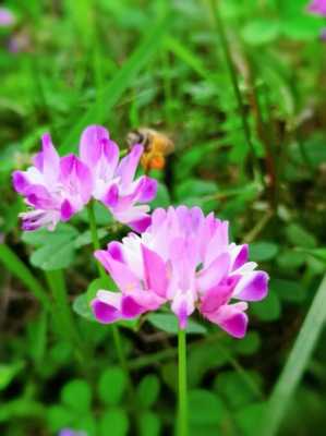 紫云英对蜜蜂有什么副作用_紫云英对蜜蜂有害吗
