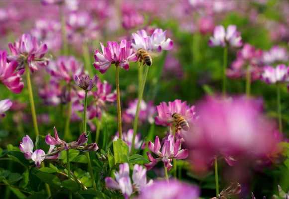 紫云英对蜜蜂有什么副作用_紫云英对蜜蜂有害吗