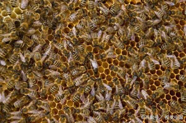 中华蜜蜂是什么蜂 什么中华蜜蜂群好