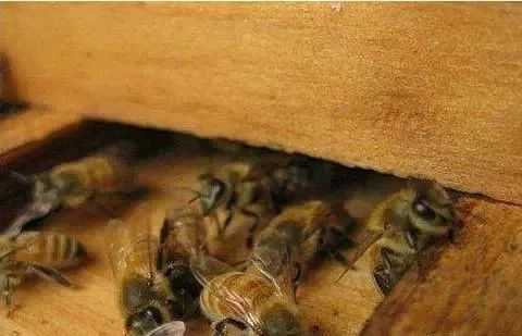 中蜂逃跑真正的原因 中蜂为什么现在逃