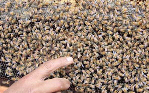 蜂子怎么长期保存,蜂子怎么长期保存好 