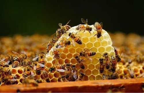 天气太热蜜蜂怎么办 夏天天气热蜜蜂怎么养