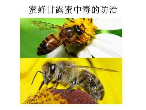 蜜蜂中毒了怎么处理方法 蜜蜂中毒了怎么办