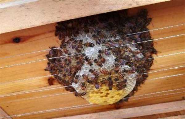 蜜蜂强群怎样才不分蜂
