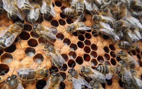 蜜蜂什么时候杀螨虫最好呢-蜜蜂什么时候杀螨虫最好