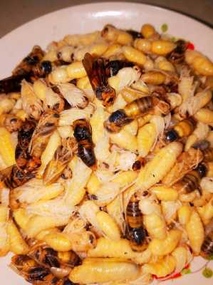 蜂蛹是蛋白质多还是脂肪多-蜂蛹为什么要蛋白质高