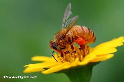 蜜蜂什么什么的采蜜,蜜蜂什么什么采蜜填空 