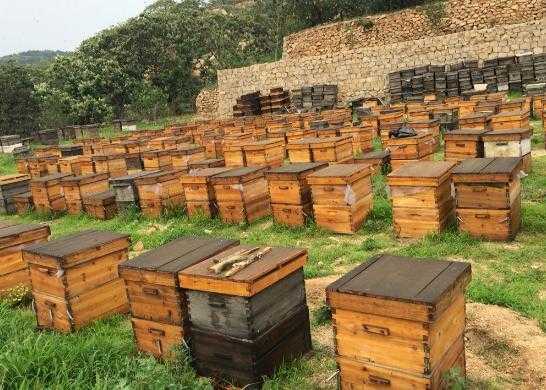 蜜蜂可以与什么一个场地养「蜜蜂场上可养鸡鸭吗」