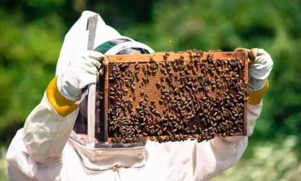 蜜蜂怎么管理方法-蜜蜂怎么管理