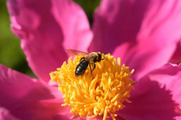 蜜蜂采什么花蜜,蜜蜂采哪种花 