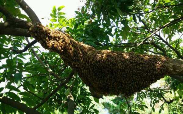 树上的蜂怎么找王（树上的蜂怎么收）