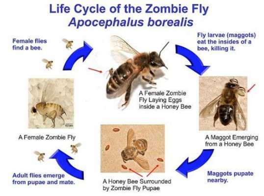 蜜蜂是怎么演变的