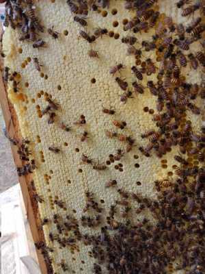 蜜蜂脾什么意思是什么,什么叫蜜蜂子脾 