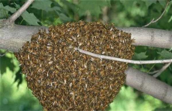 野生蜜蜂有什么方法诱到-怎么诱野生蜂蜜技巧