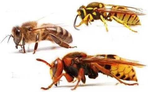 什么蜂能毒死人 什么蜂毒致命