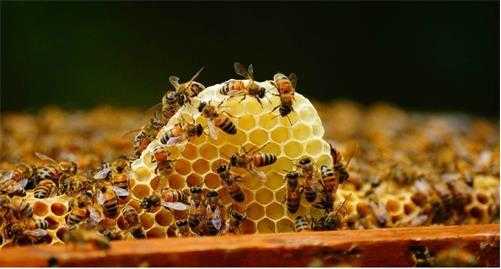 蜜蜂的什么东西治咽炎