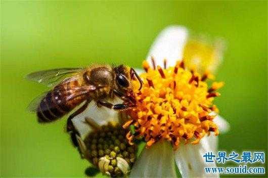 食用蜜蜂有什么好处_吃蜜蜂有毒吗