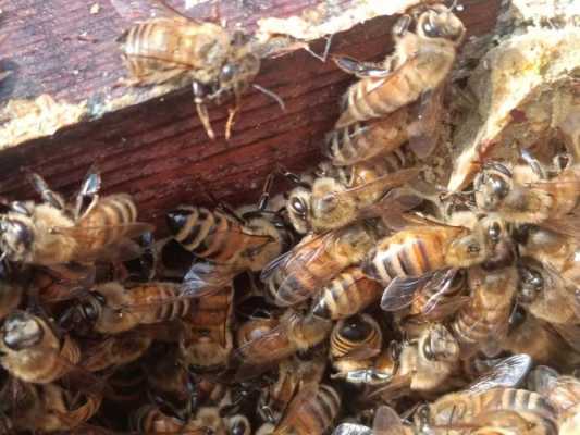 蜜蜂家养为什么会跑