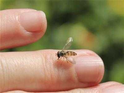 被蜜蜂蛰了怎么偏方,被蜜蜂蛰了用什么药治疗 